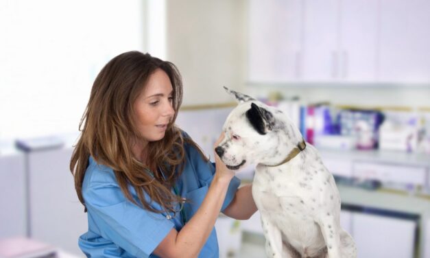 Cauzele și managementul dermatitei atopice canine
