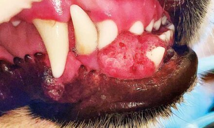 Identificarea tumorilor orale maligne la câini și pisici