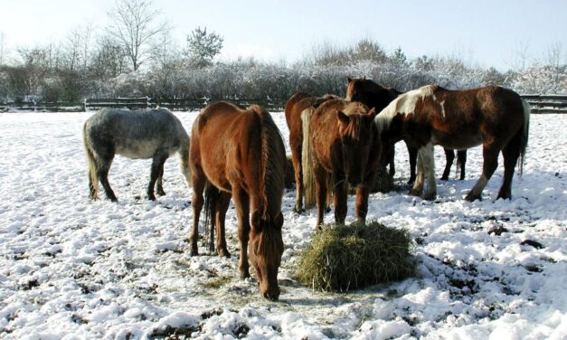 Recomandări ANSVSA pentru protejarea animalelor în perioadele cu temperaturi foarte scăzute, vânt puternic şi căderi masive de zăpadă